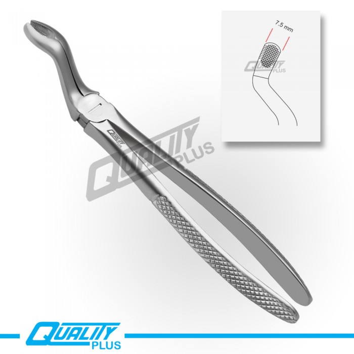Fig: 67A Extraction Forceps English Pattern Serration